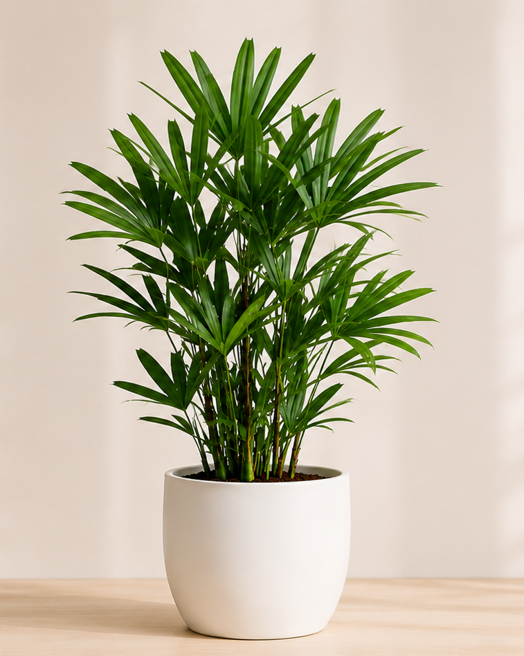Rhapis Palm